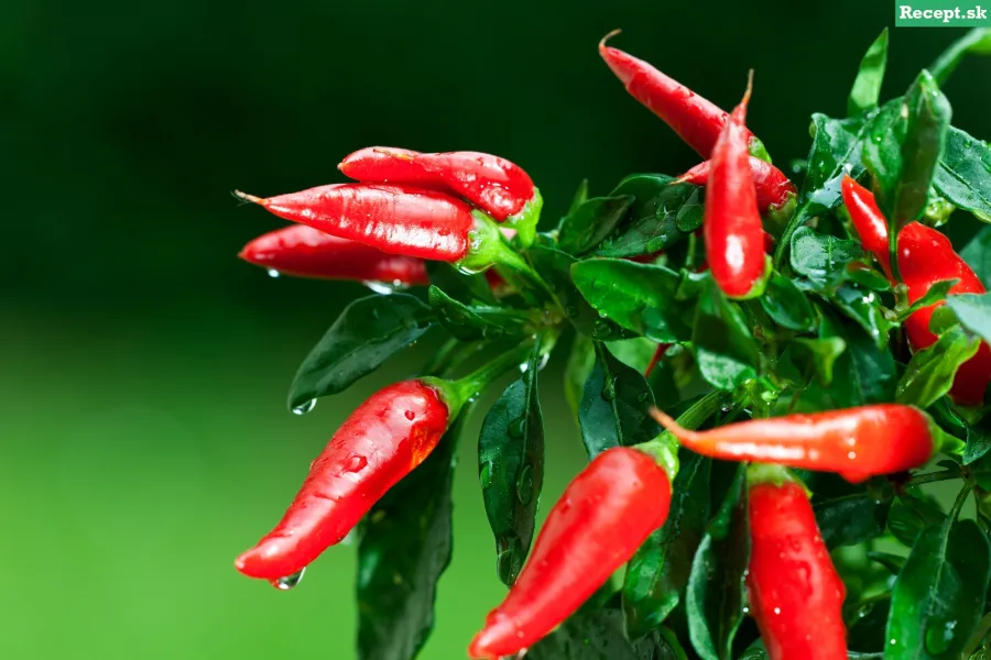 Recept Zavárané chilli papričky